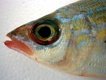 Spicara maena_008